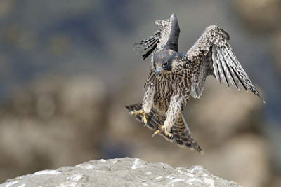 Peregrine Falcon 090.jpg