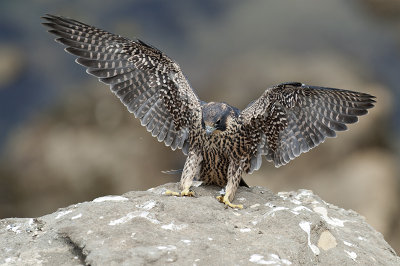 Peregrine Falcon 091.jpg