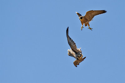 Peregrine Falcon 093.jpg