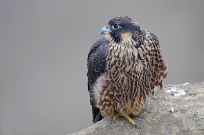 Peregrine Falcon 094.jpg