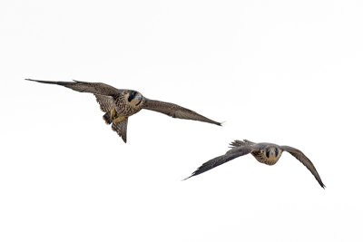 Peregrine Falcon 095.jpg