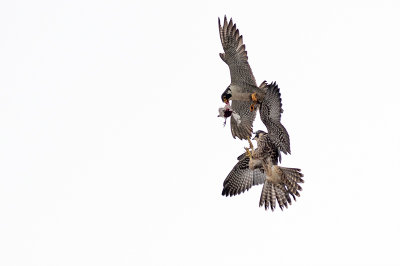 Peregrine Falcon 096.jpg