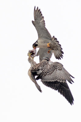 Peregrine Falcon 097.jpg