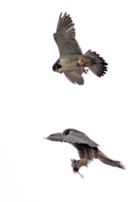 Peregrine Falcon 100.jpg