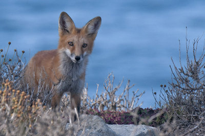 Red Fox 001.jpg
