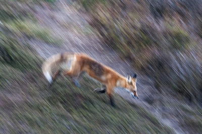 Red Fox 002.jpg