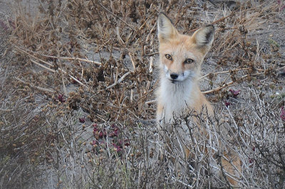 Red Fox 003.jpg