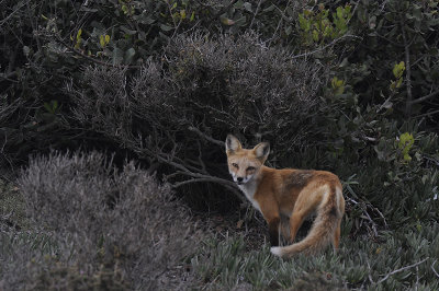 Red Fox 004.jpg