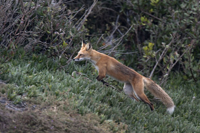 Red Fox 005.jpg