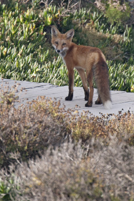 Red Fox 006.jpg