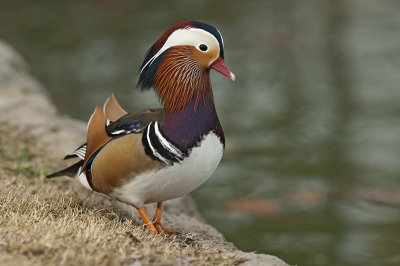 Mandarin Duck 026.jpg
