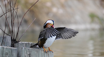 Mandarin Duck 027.jpg