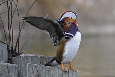 Mandarin Duck 028.jpg