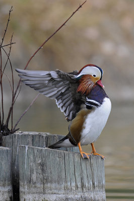 Mandarin Duck 029.jpg
