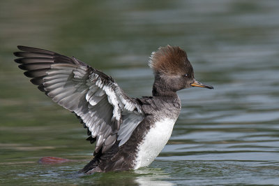 hooded_merganser