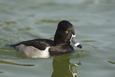 ring-necked_duck