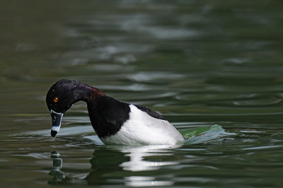 ring-necked_duck