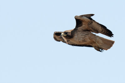 red_tailed_hawk