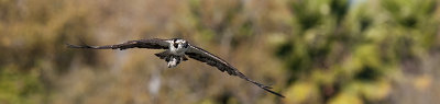 Osprey 169.jpg