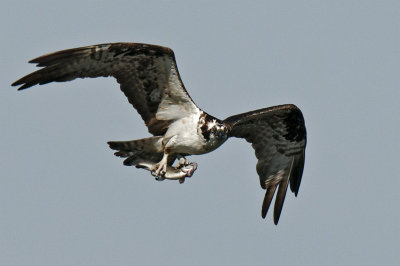 Osprey 170.jpg