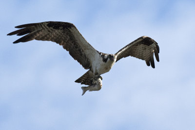 Osprey 172.jpg