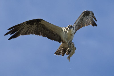Osprey 173.jpg