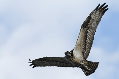 Osprey 174.jpg