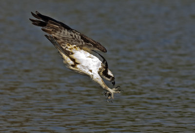 Osprey 175.jpg