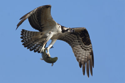 Osprey 176.jpg