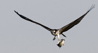Osprey 177.jpg