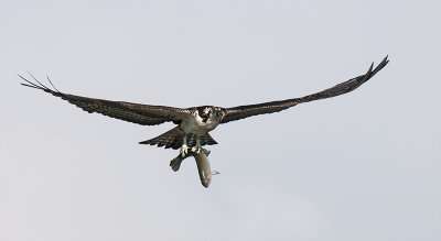 Osprey 178.jpg