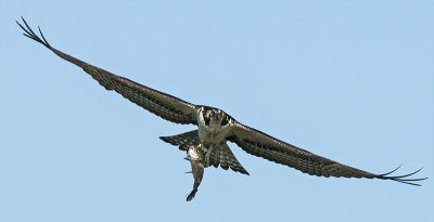 Osprey 179.jpg
