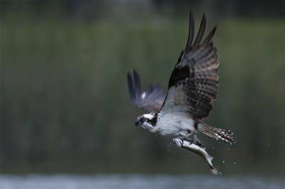 osprey