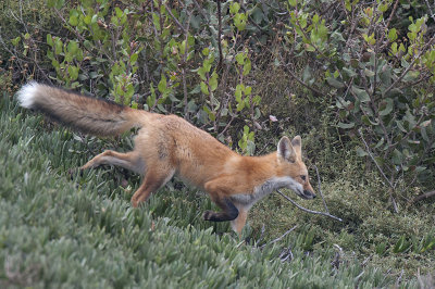 Red Fox 007.jpg