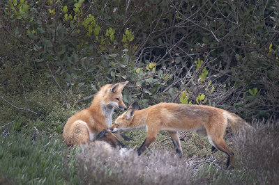 Red Fox 008.jpg