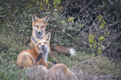 Red Fox 009.jpg