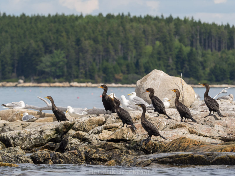 Muscongus Bay