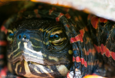 Painted Turtle