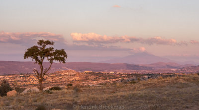Lone Tree