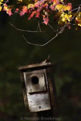 Bird House _DSC0128-EditPB.jpg