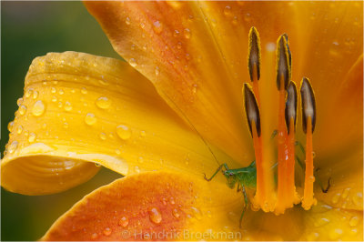 Lily & Bug _DSC4049-EditPB.jpg