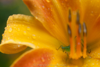 Lily & Bug _DSC4057PB.jpg