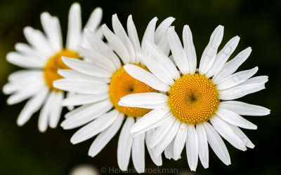 Daisies three