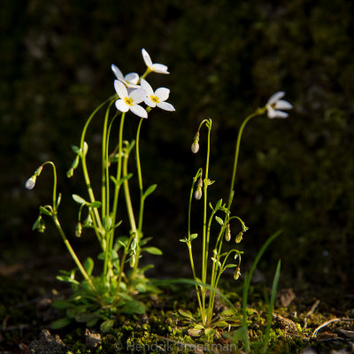 Bluets