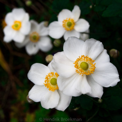 Windflowers