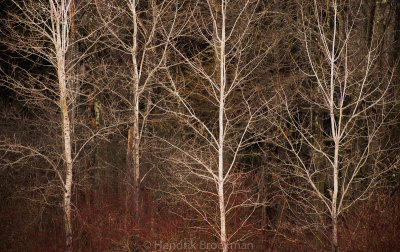 Waiting for Spring