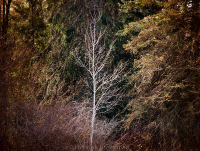 Waiting for Spring