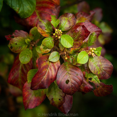 Buckthorn