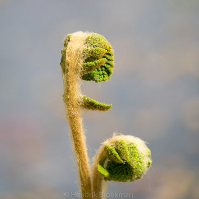 Spring