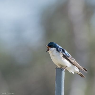 Swallow